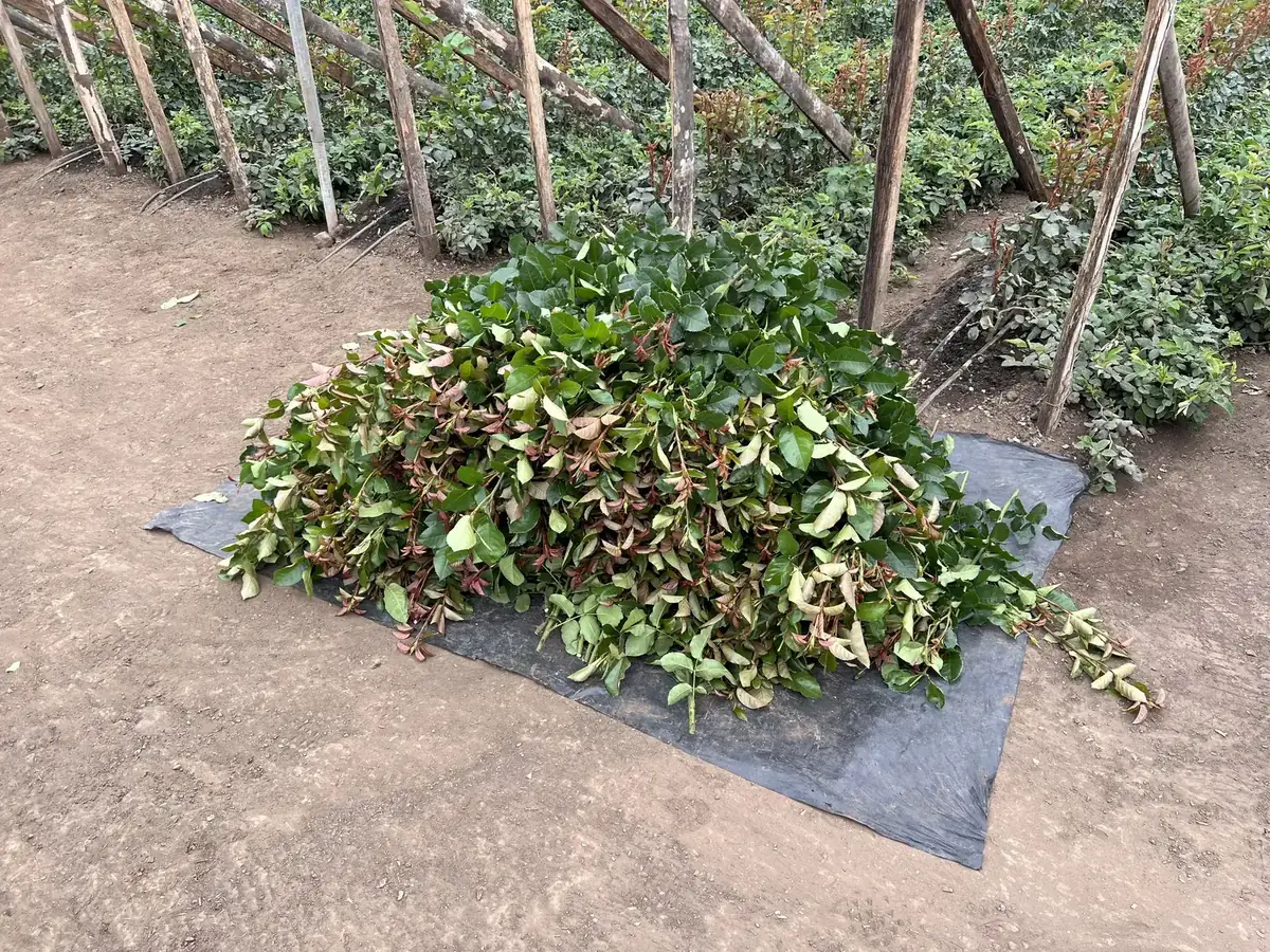 Pile of pinched rose stems gathered on a tarp between greenhouse rows